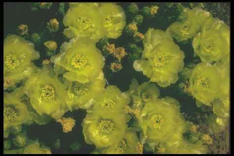 019000 blooming beavertail - 019000,