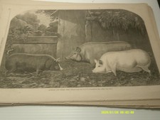 11/17/1860 HARPERS WEEKLY FULL