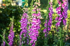 Foxglove Digitalis purpurea