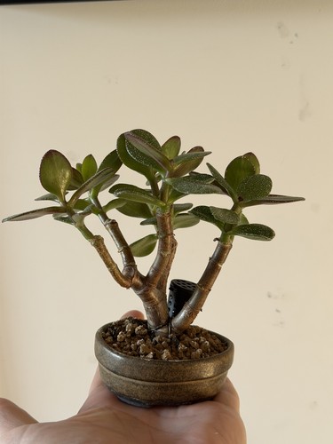 Mame crassula ovata jade money - crassula,
