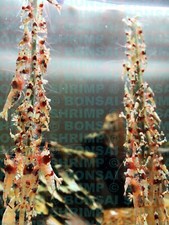 6x Packs of  Shrimp lollies 5