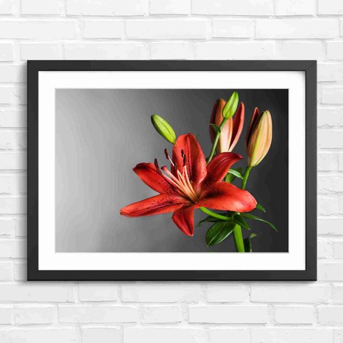 Vibrant red spotted lily - vibrant,