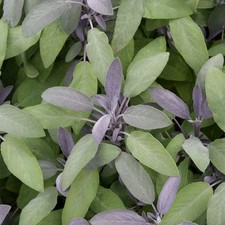 Sage Purple - 1 Plant - Garden
