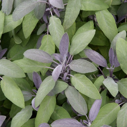 Sage purple plant - plant, garden