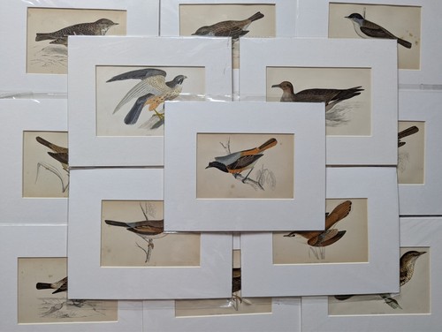 Antique bird print morris - print,
