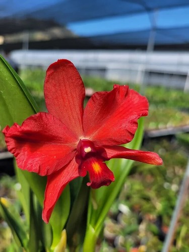 Rare cattleya lc - rare,