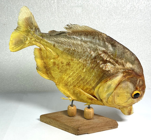 Vintage preserved piranha - preserved,