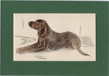 Lucy Dawson ~ Labrador