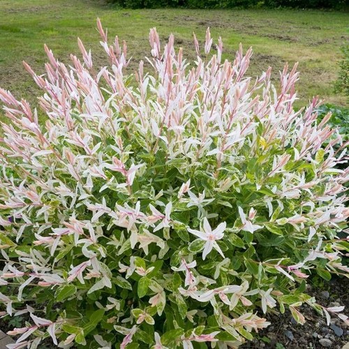 Salix hakuro nishiki - salix,
