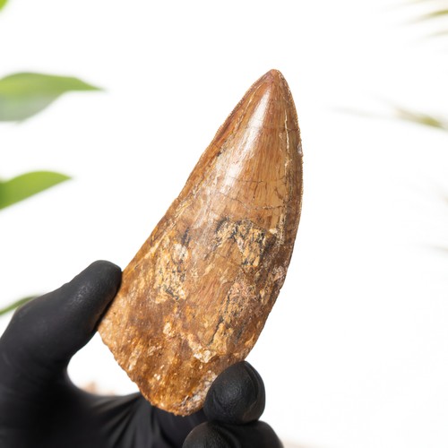 Inch african t rex - 3.64,