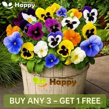 PANSY SWISS GIANT MIX - 300