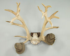 Large Set of Mounted Stag's Antlers c.1950