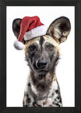 Festive African Wild Dog Portrait Framed Wall Art Poster Canvas Print Picture