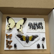 Box4 Mix grade insect
