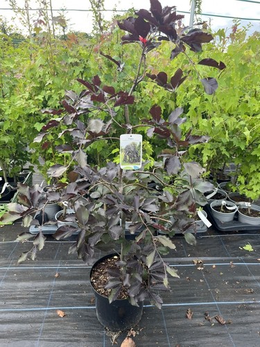 Weeping purple beech - weeping,