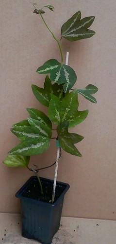Young passion flower - a,