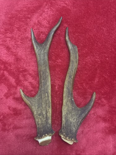 Pair sika deer antlers - of,