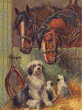 OLD ENGLISH SHEEPDOG PUPPIES