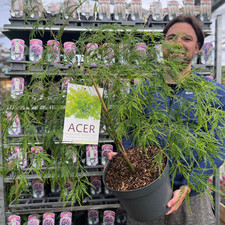 Acer palmatum Dissectum 3L /