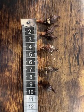 Now Only 3 Corms Left !! A Rare Alocasia Maharani.