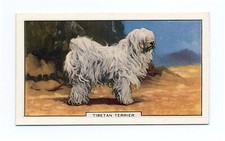 TIBETAN TERRIER  1938 DOGS 2ND SERIES  DOG CIGARETTE CARD #30