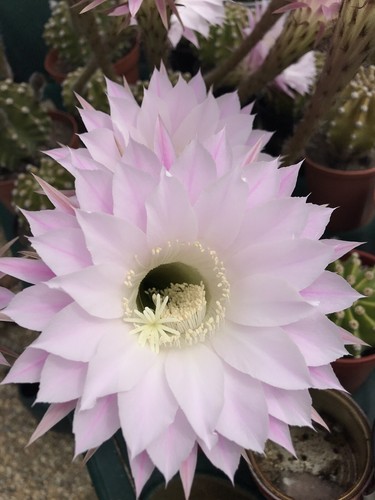 Echinopsis cactus pink - -, (pink
