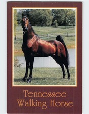 Postcard Tennessee Walking