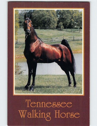 Postcard tennessee walking - postcard,