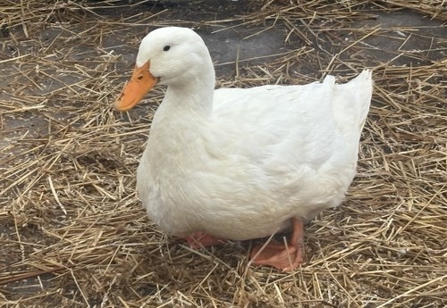Pekin black swedish and - black,