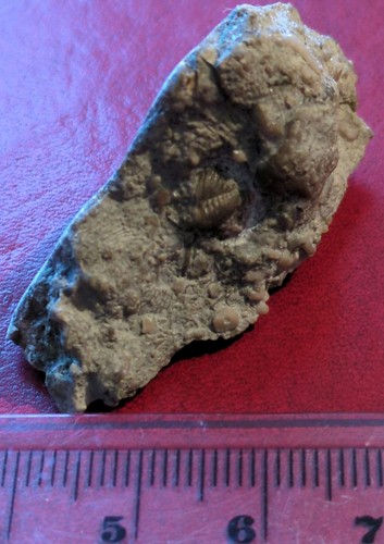 Trilobite silurian proetus - trilobite,,