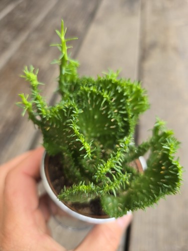 10cm succulent cactus plant - succulent,
