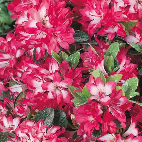 Azalea izum mai plant - plant, |