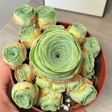 Multi Heads Aeonium Rosette