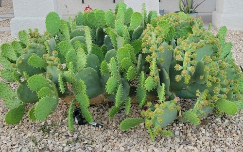 Spineless prickly pear cactus - prickly,