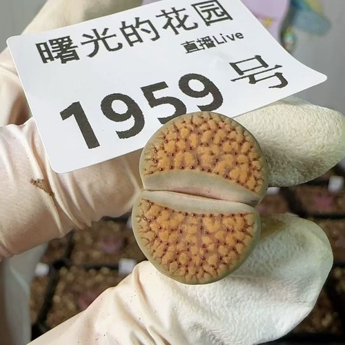 10pcs boutique lithops - 1/3/10pcs,