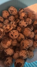 Fresh Farm Quail Eggs X12 