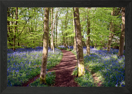 Gathe bluebells framed wall - gathe,