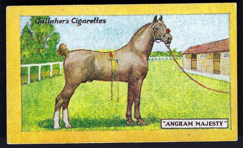 Gallaher champion animals - gallaher,