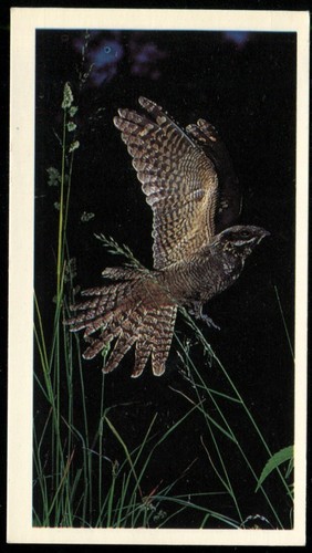 Tobacco card grandee - card,,