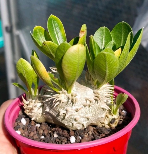 Pachypodium brevicaule - brevicaule, x