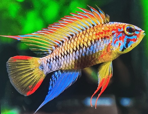 Breeding pair rare - pair, of