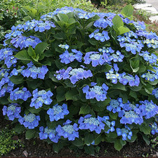 Hydrangea Macrophylla Teller Blue Deciduous Outdoor Hardy Shrub Plant in Pot