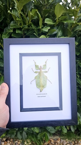 Giant leaf insect specimen - giant,