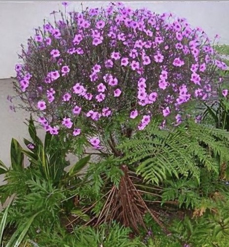 Geranium maderense giant herb - geranium, maderense,