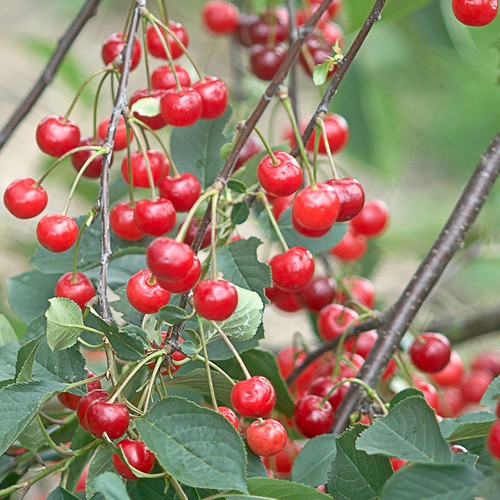 Cherry morello tree outdoor - tree,