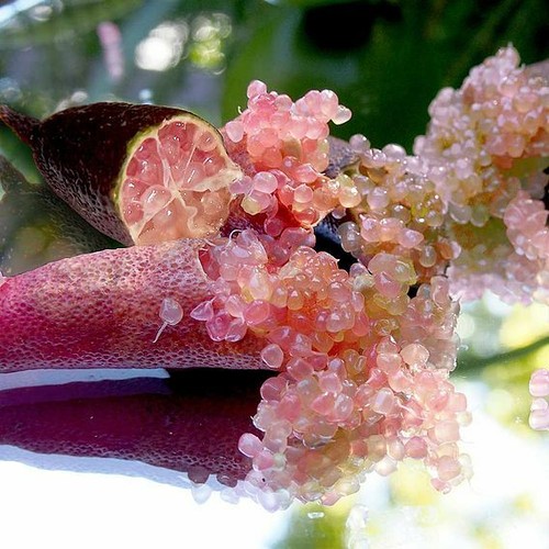 Suttons lime caviar - caviar,
