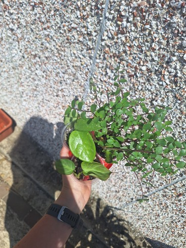Houseplant bundle hoya - bundle,