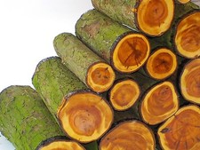 One green english yew - one,