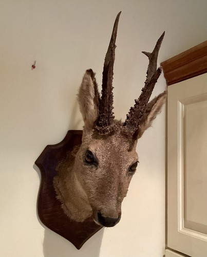 Fine taxidermy roe - roe, deer