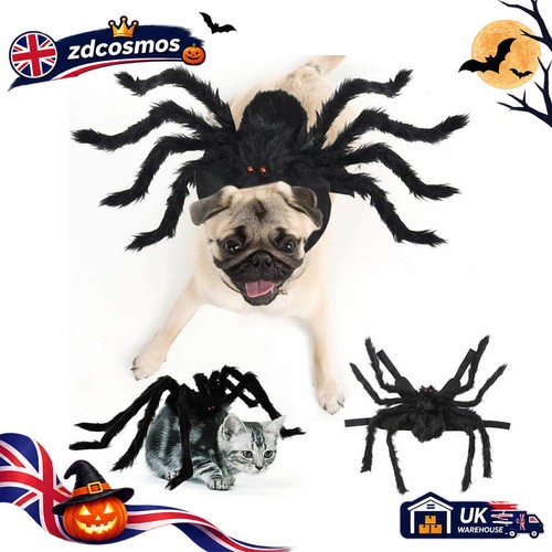 Pet spider costume - spider, cat
